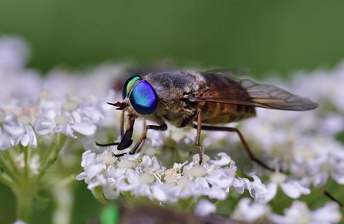 Philipomyia aprica